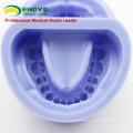 VERKAUF 12597 Standard Dental Silikonkautschuk Cavity Block 28 Zähne Permanent
